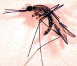 Anopheles Mosquitoes