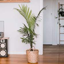 Indoor plants