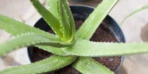 aloe vera