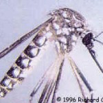 Ochlerotatus Mosquitoes