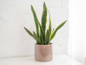 snake plants